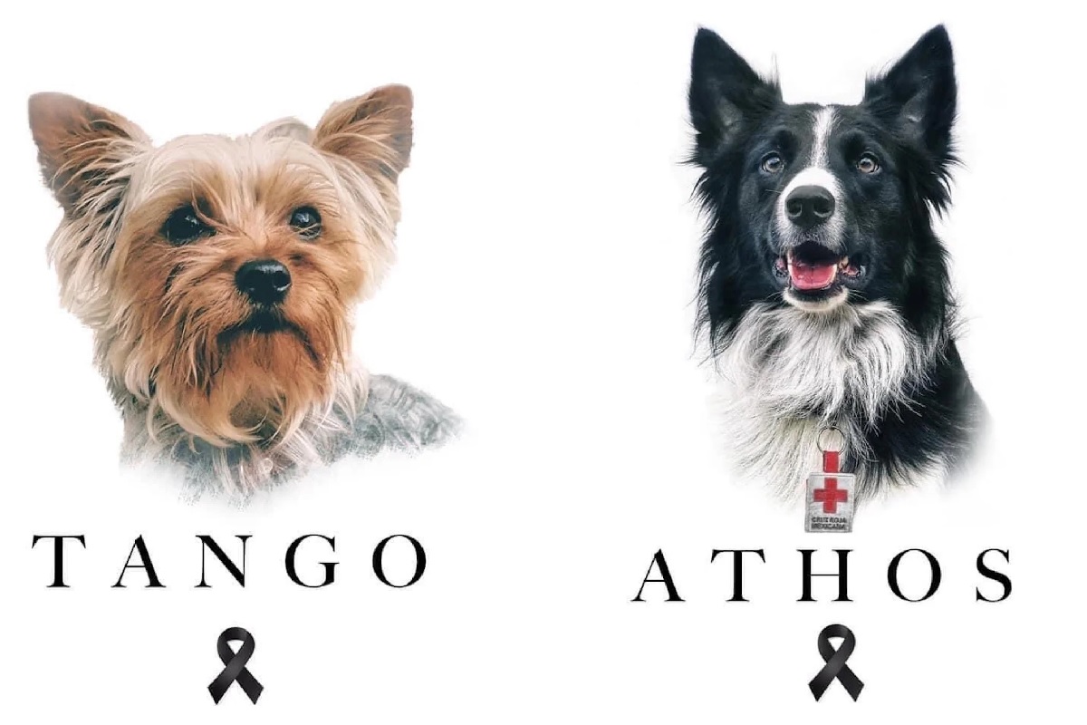perritos