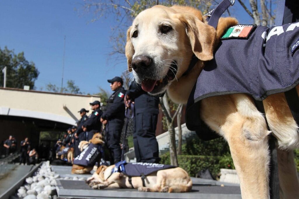 perro policia 1