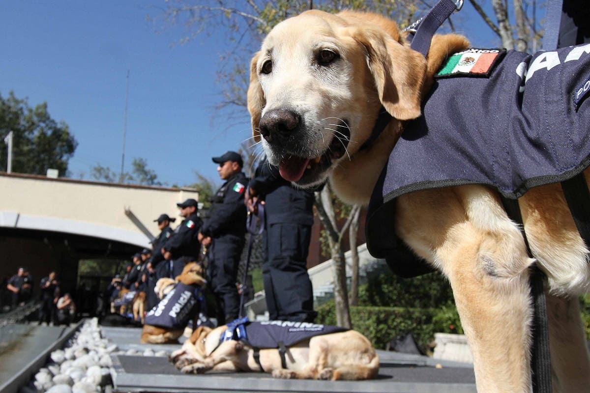 Crimen organizado amenaza de muerte a perritos antinarcóticos 5 perro policia 1