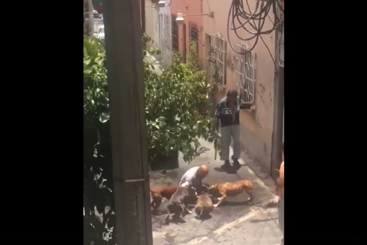 VIDEO: Pitbulls atacan a un lomito y a un hombre de la tercera edad en Miguel Hidalgo 2 perros pitbull