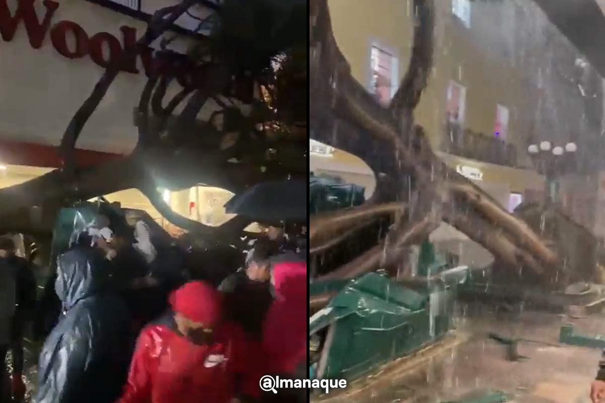 VIDEO: Por intensa lluvia cae árbol en la 5 de Mayo afuera de Woolworth 2 portada arbol 5 de mayo