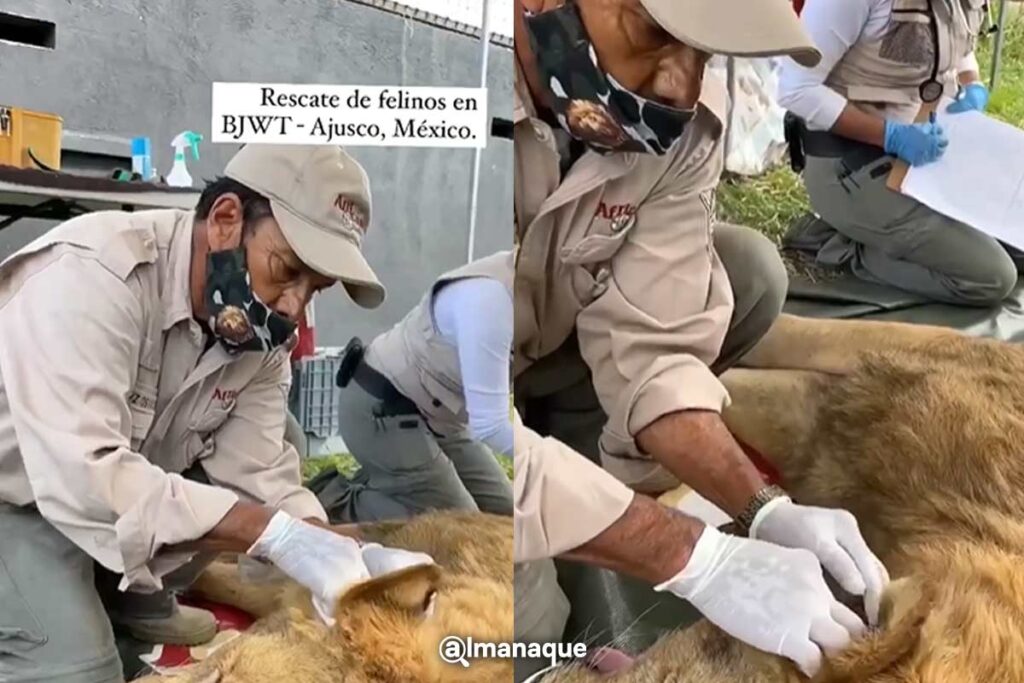 portada rescate de tigres africam safari