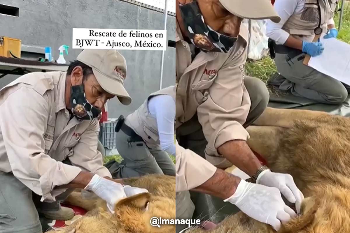 VIDEO: Así atendieron a los felinos rescatados por Africam Safari 4 portada rescate de tigres africam safari