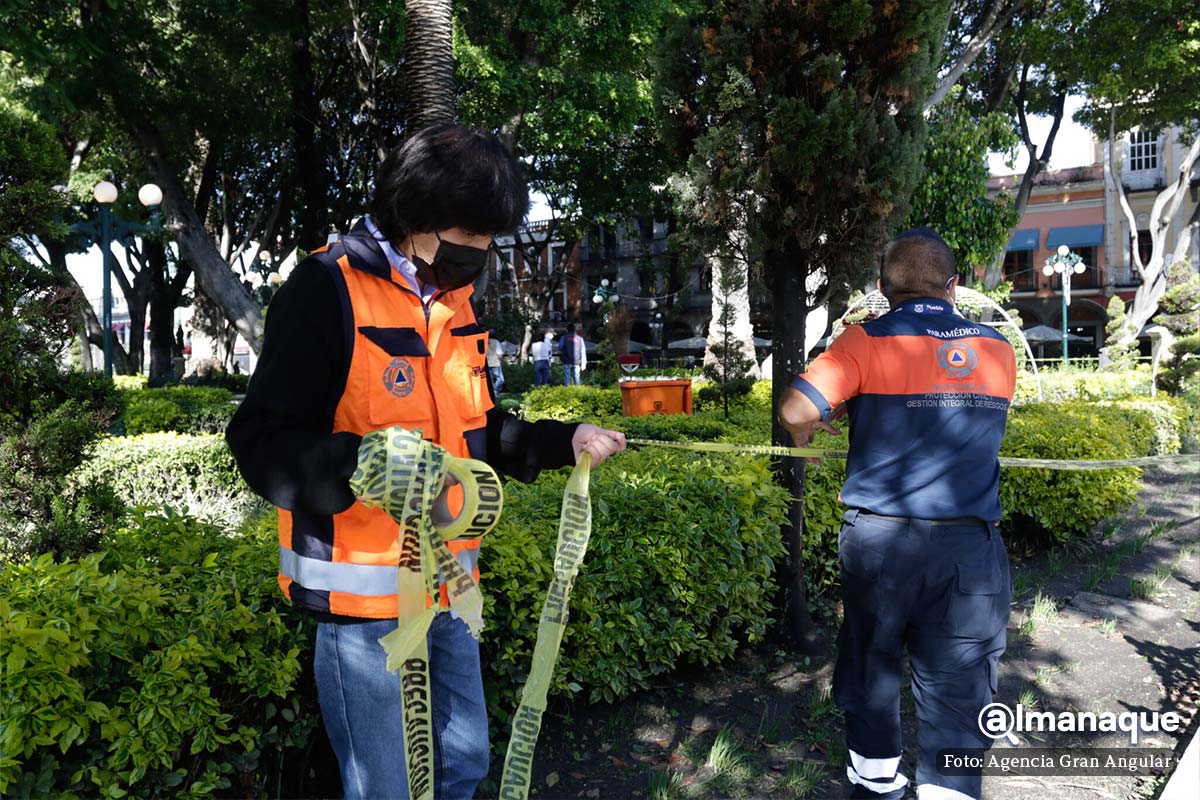 retiran cinco arboles del zocalo de Puebla 5