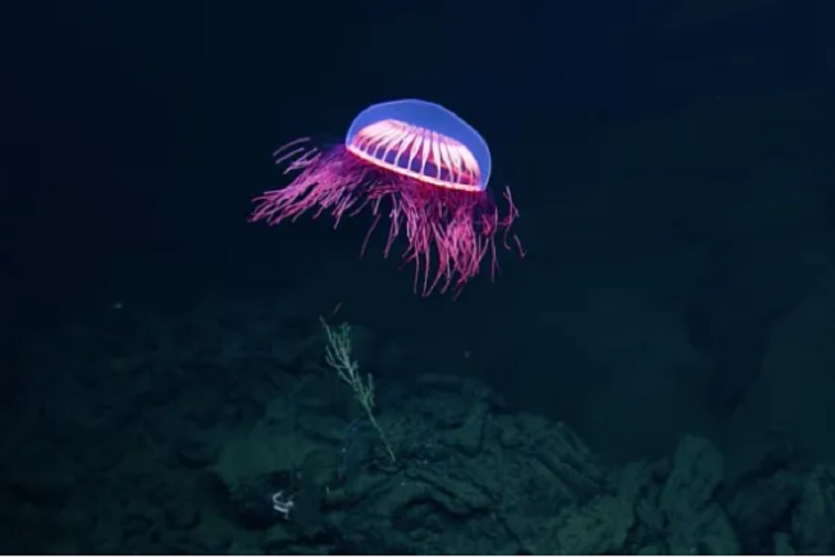 VIDEO: Captan a medusa brillante y rara en la profundidad del mar de Baja California 4 baja california