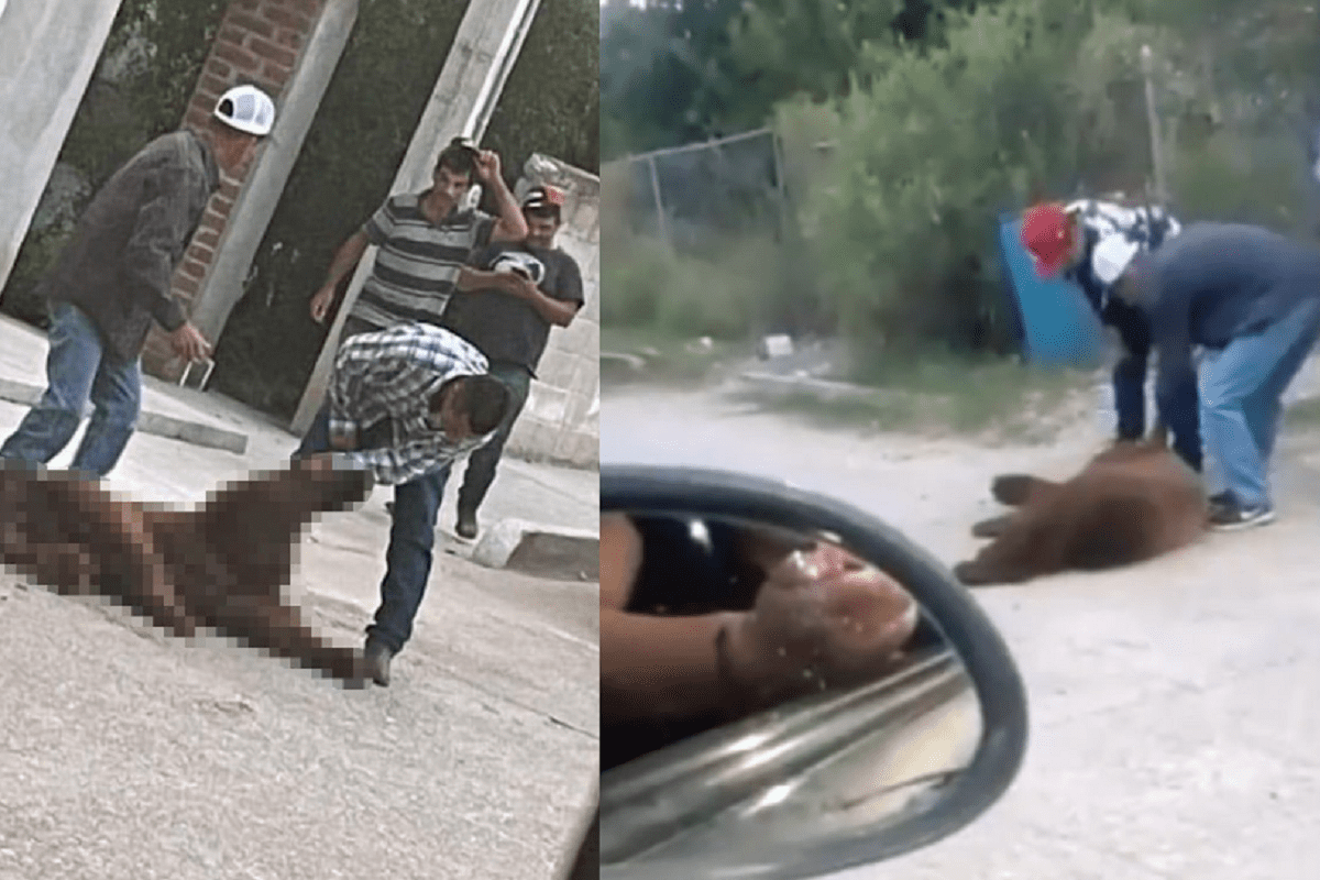 VIDEO FUERTE: Matan a oso que buscaba comida en Sonora 2 Muerte de oso Sonora