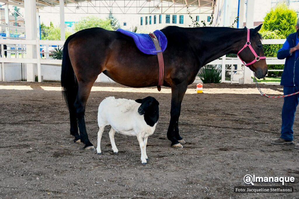 Yegua y oveja CMERI 6