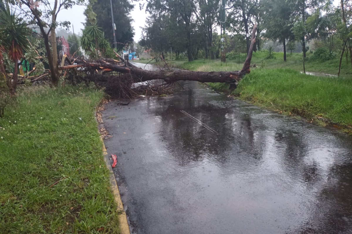 Huracán Kay provoca inundaciones y nueve árboles caídos en Puebla; el agua subió 61 centímetros 2 caida de arboles