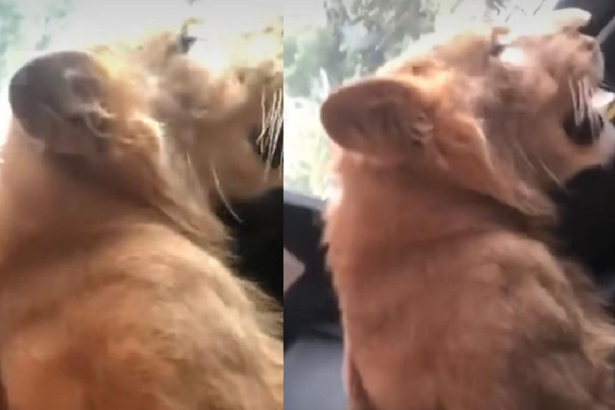 VIDEO: Pasean a león africano dentro de una camioneta en Chiapas 4 leon africano en camioneta 1