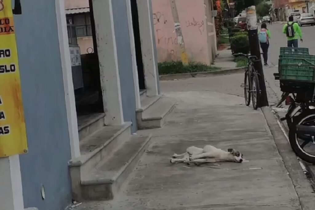 perro atlixco 1