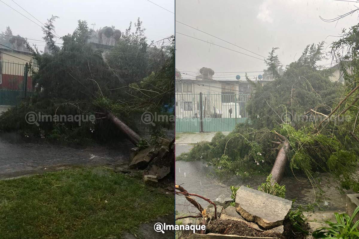 portada arbol caido bosques san sebastian