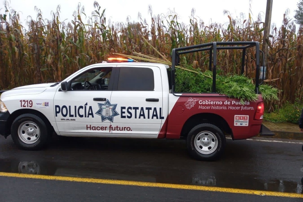 Asegura Policía Estatal plantas de marihuana en Chignautla 2 0c13bbaa 93c9 420f b189 c88ab2806508