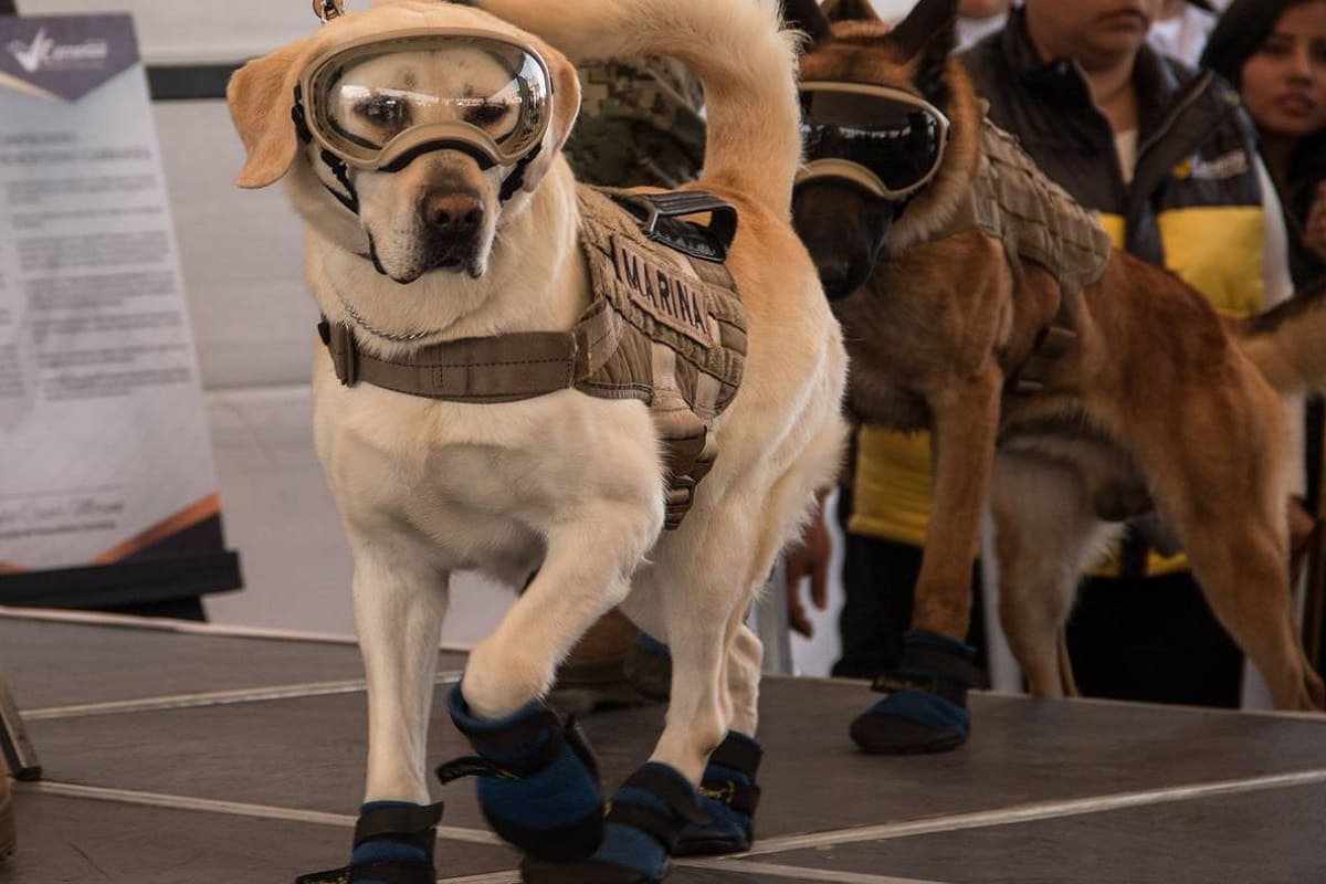 Frida, la perrita rescatista, recibirá un homenaje por parte de la Marina 5 Frida