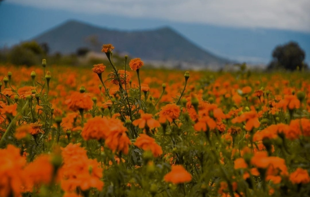 Campos de cempasúchil en Puebla perfectos para una sesión de fotos 7 IMG 20221025 202645