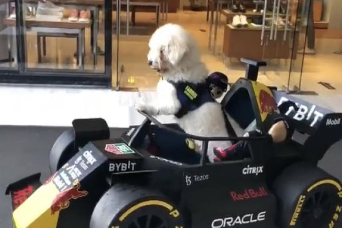 Perrito fan de la F1 conocerá a Checo Pérez en el GP de México 4 Perrito f1 1