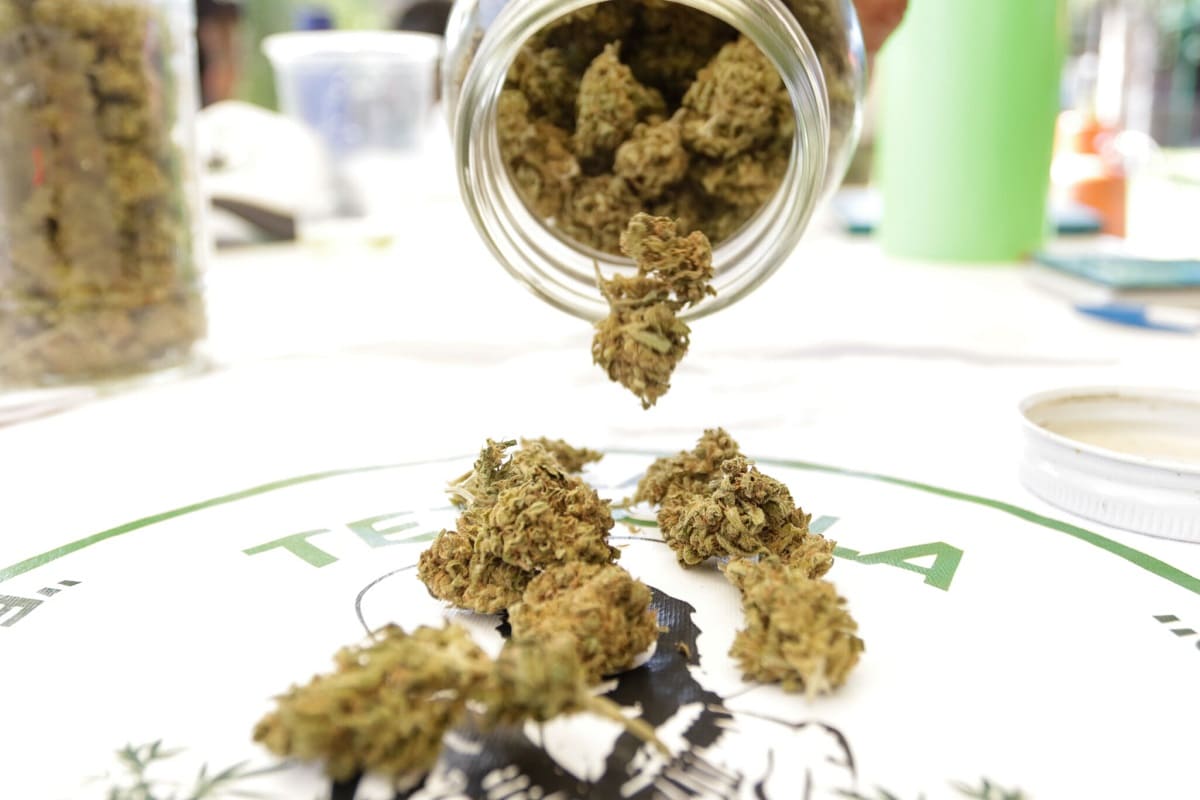 ¡Pan de muerto con cannabis! Esto y más encontrarás en el Toque Fest 2022 en Puebla 15 R5A2400