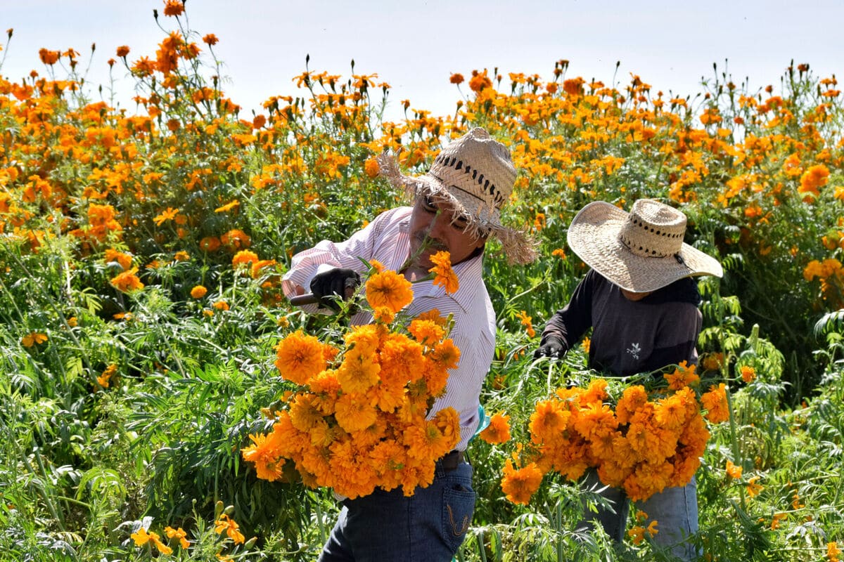 atlixco flor de cempasuchil produccion 1