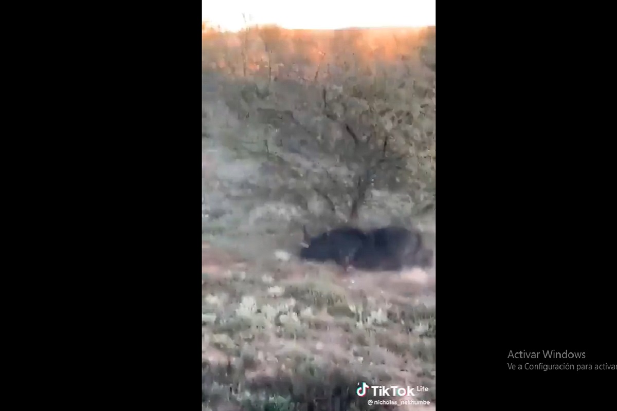 bufalo mata a cazador