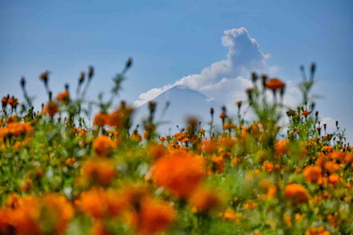 flor de cempasuchil