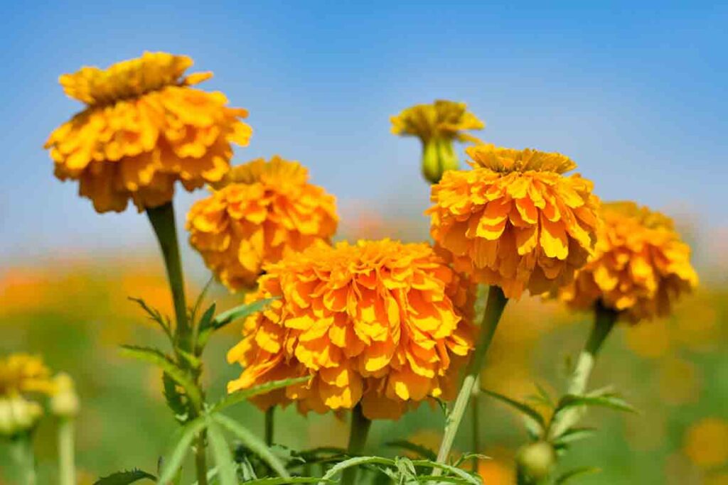 flor de cempasuchil