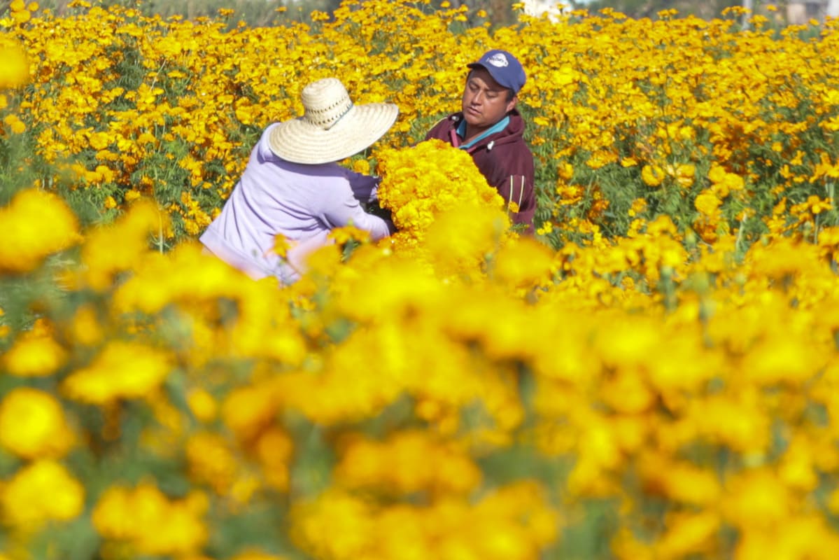 Puebla, el estado que más produce flor de cempasúchil 