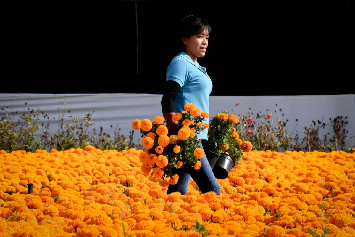 flor de cempasuchil puebla1 1 1