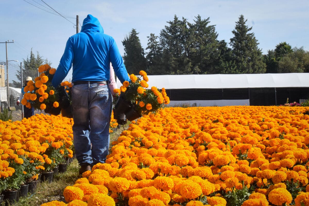 flor de cempasuchil puebla2 1 1
