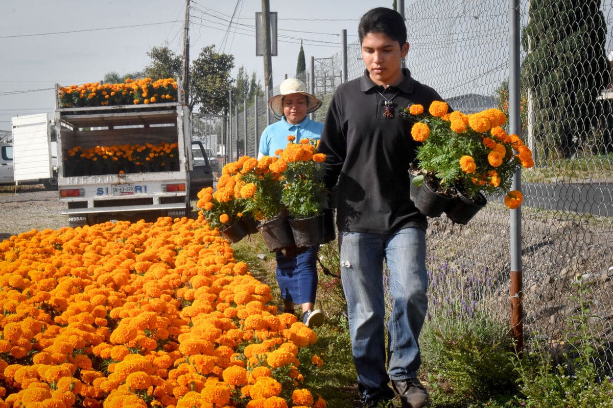flor de cempasuchil puebla3 1 1