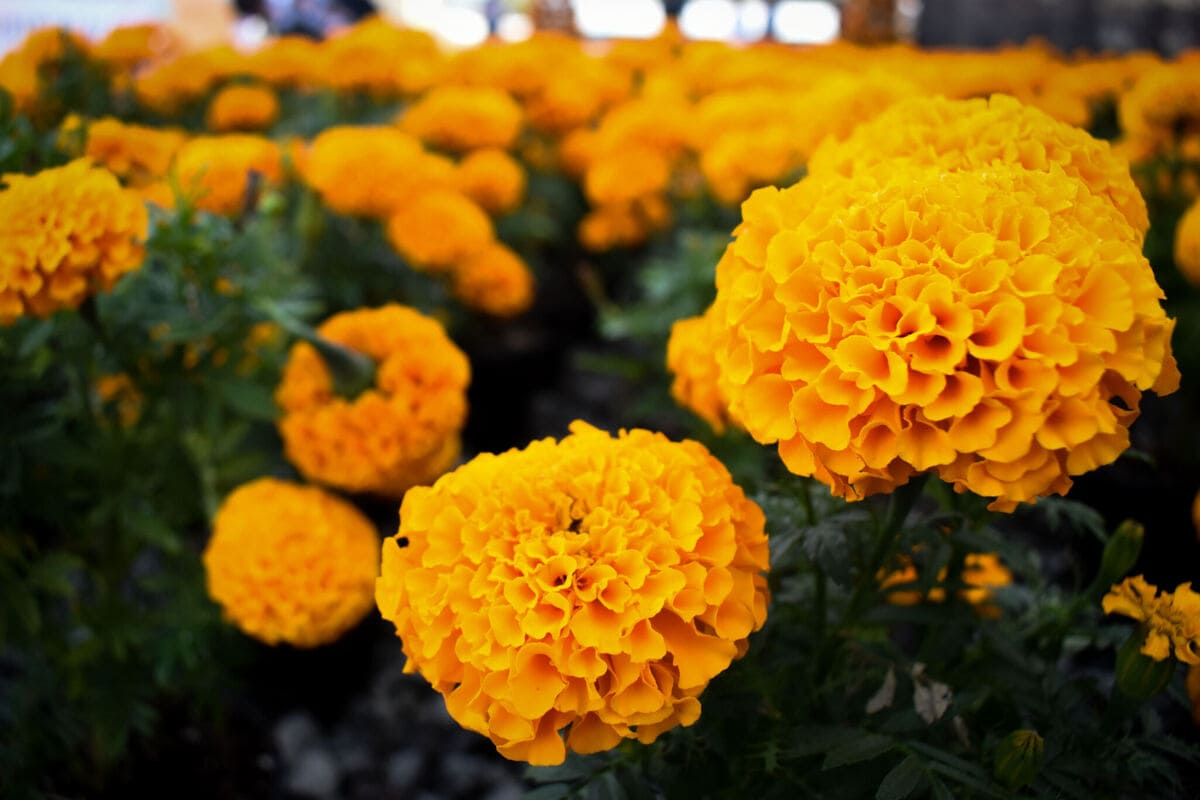 ¿Cuáles son las diferencias entre la flor de cempasúchil mexicana y la china? 2 flor de cempasuchil puebla4 1 1