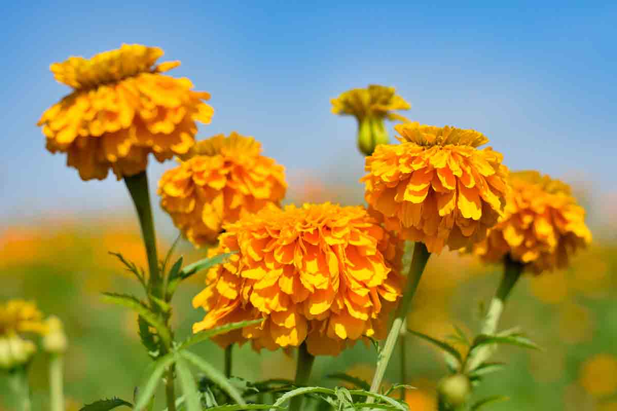 ¿Qué usos tiene la flor de cempasúchil? Aquí te presentamos algunos 4 flor de cempasuchil