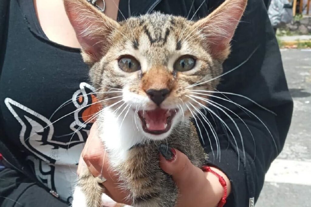 haru gato maltrato 1