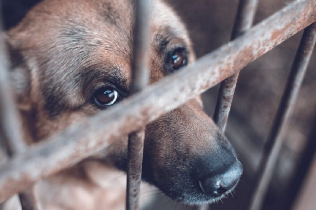 ArboTerra busca ingeniero electromecánico; conoce los detalles aquí 5 maltrato animal