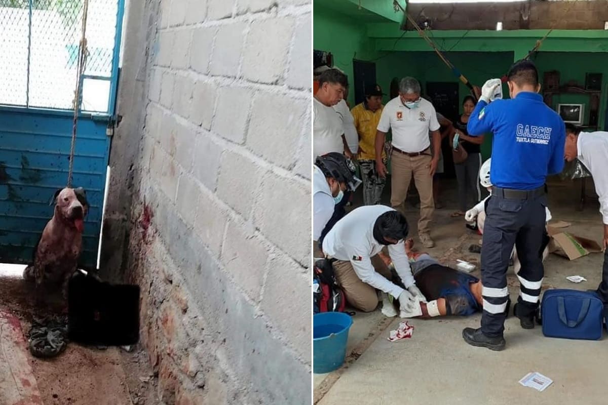 Familia de ladrón exige matar a un Pitbull que evitó el saqueo de la casa de sus dueños 4 perrito defiende su casa en chiapas 1