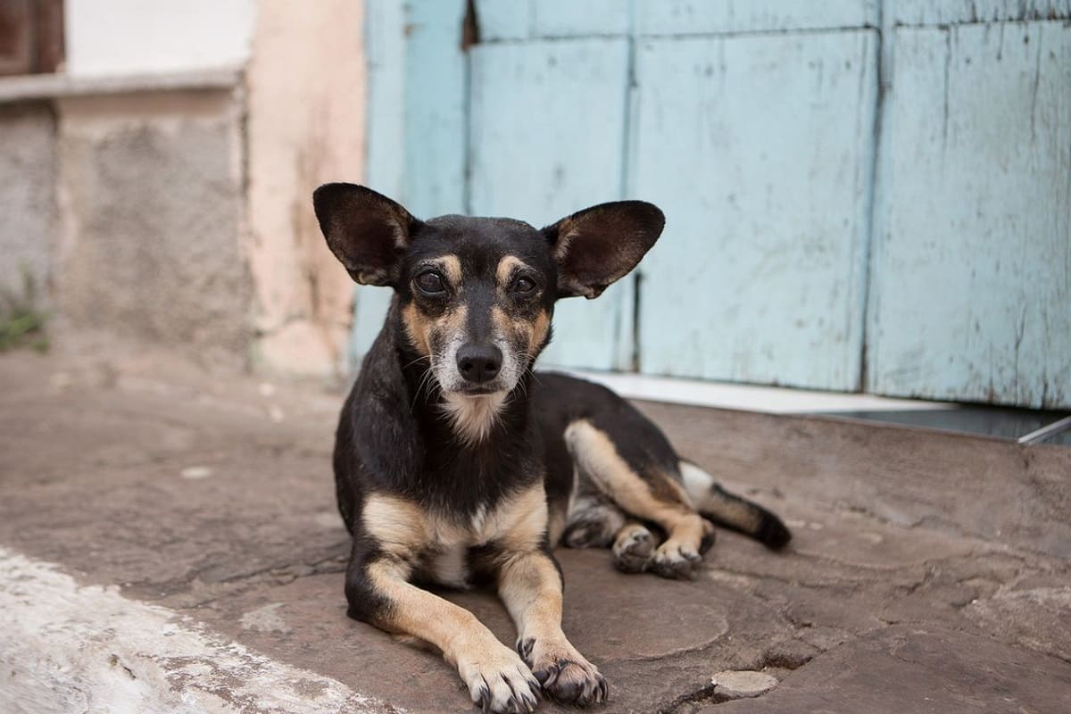 perro abandonado 1
