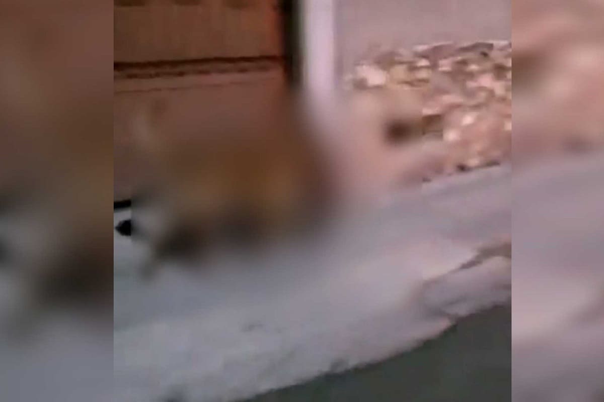VIDEO FUERTE: Un perrito es captado con una cabeza humana en Zacatecas 4 perro con cabeza 1