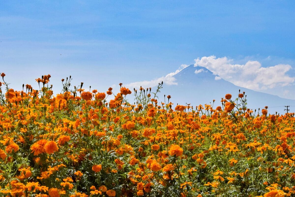FOTOS: Puebla produce el 76% de la flor de cempasúchil en México 7 portada flor de cempasuhcil puebla 1 1