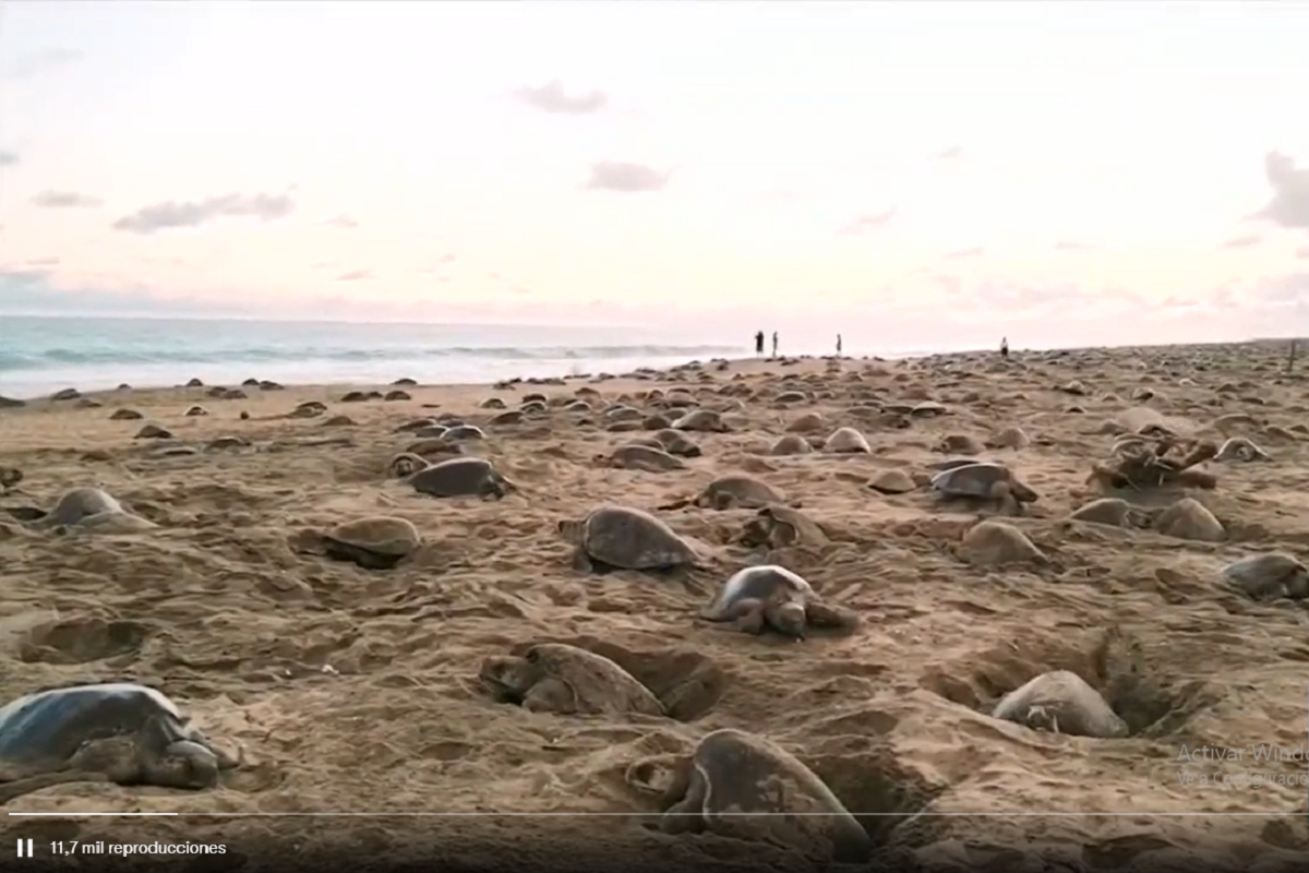 Espectacular: Tortugas golfinas llegan a santuario de Oaxaca para depositar 40 millones de huevos 2 tortugas