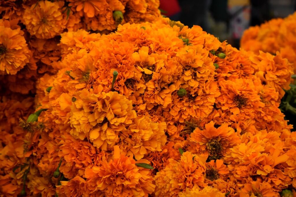 Flor de Cempasuchil 1
