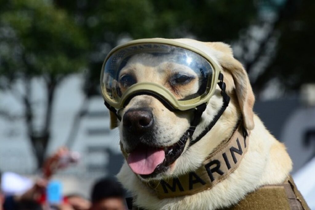 Muere la perrita Frida semar
