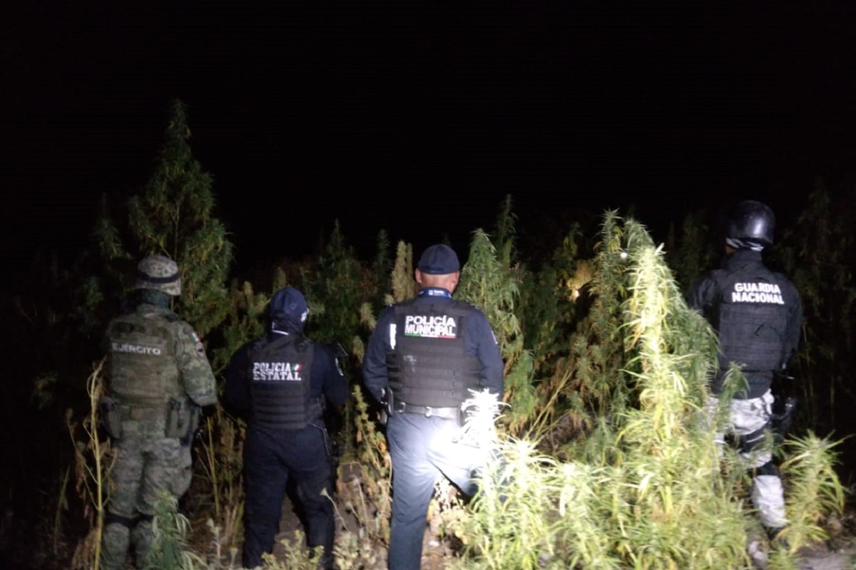 Aseguran sembradío de marihuana en Azumiatla 3 WhatsApp Image 2022 11 28 at 8.06.15 AM