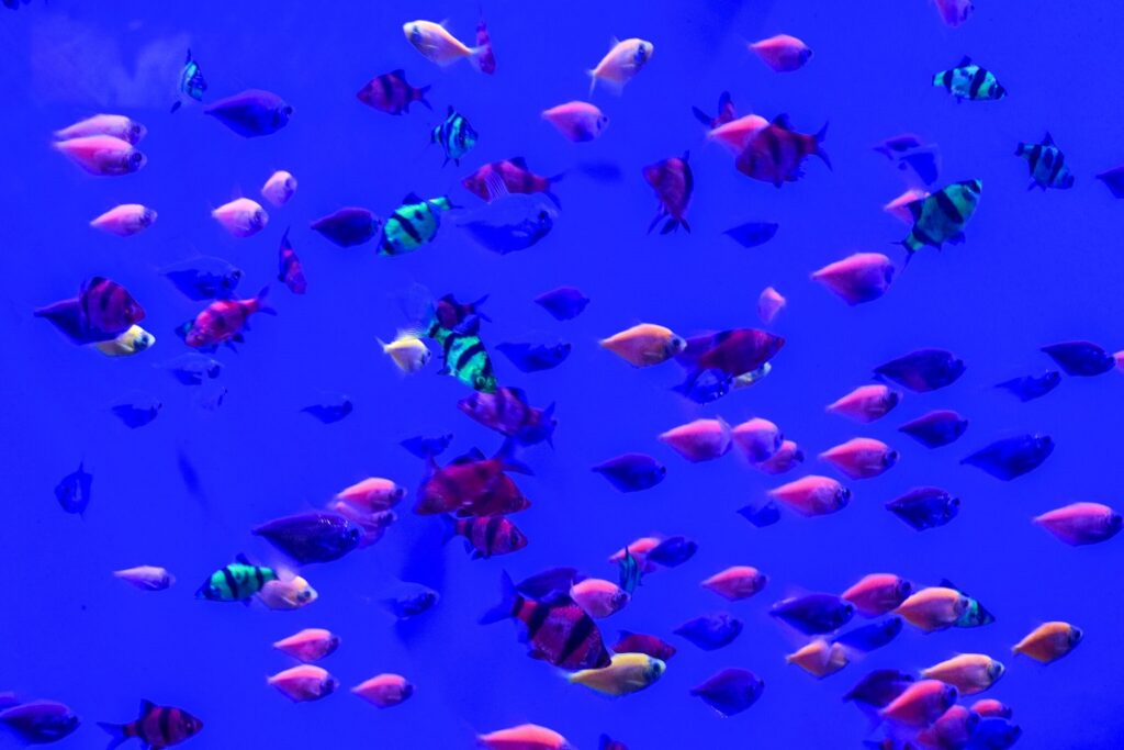 acuario michin noche de museos