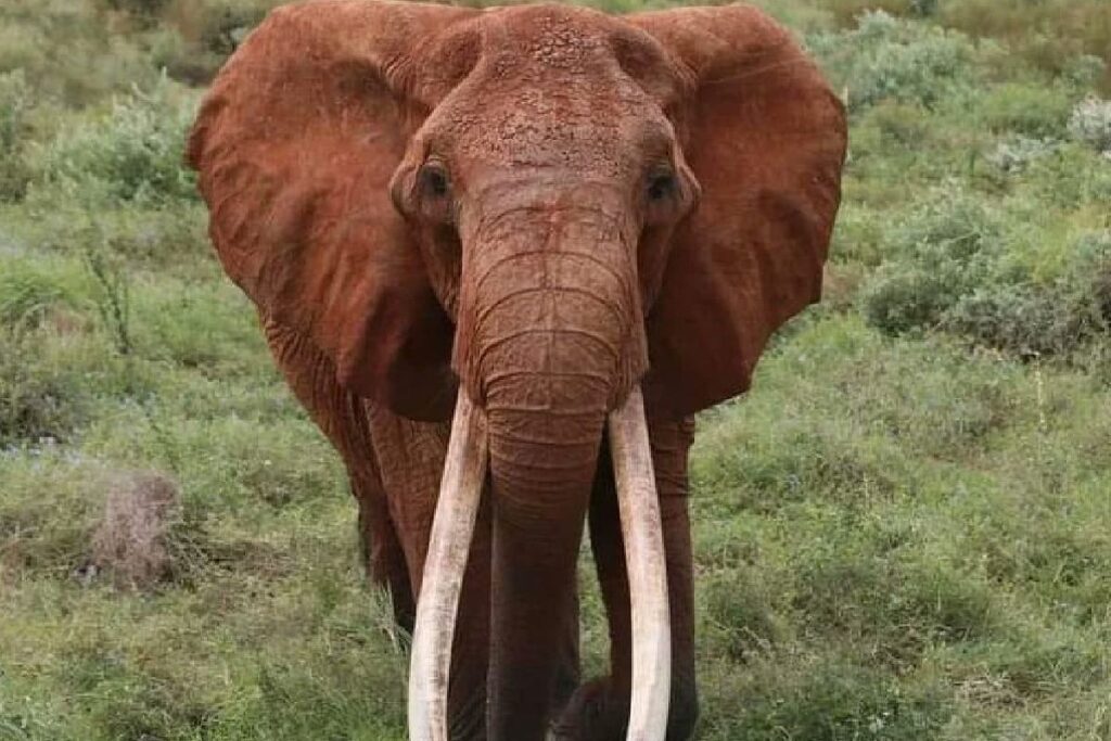 dida elefante 1