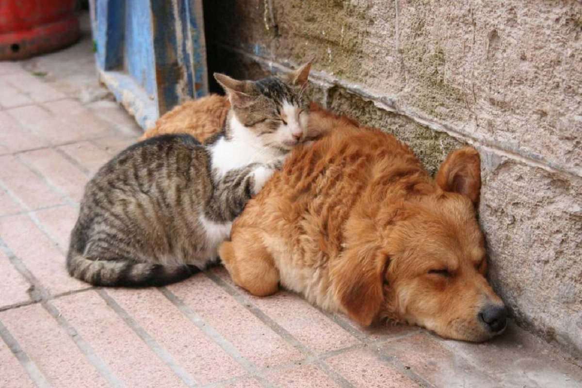 Reportan envenenamiento masivo de perros y gatos en Izúcar 3 envenenamiento mascotas izucar