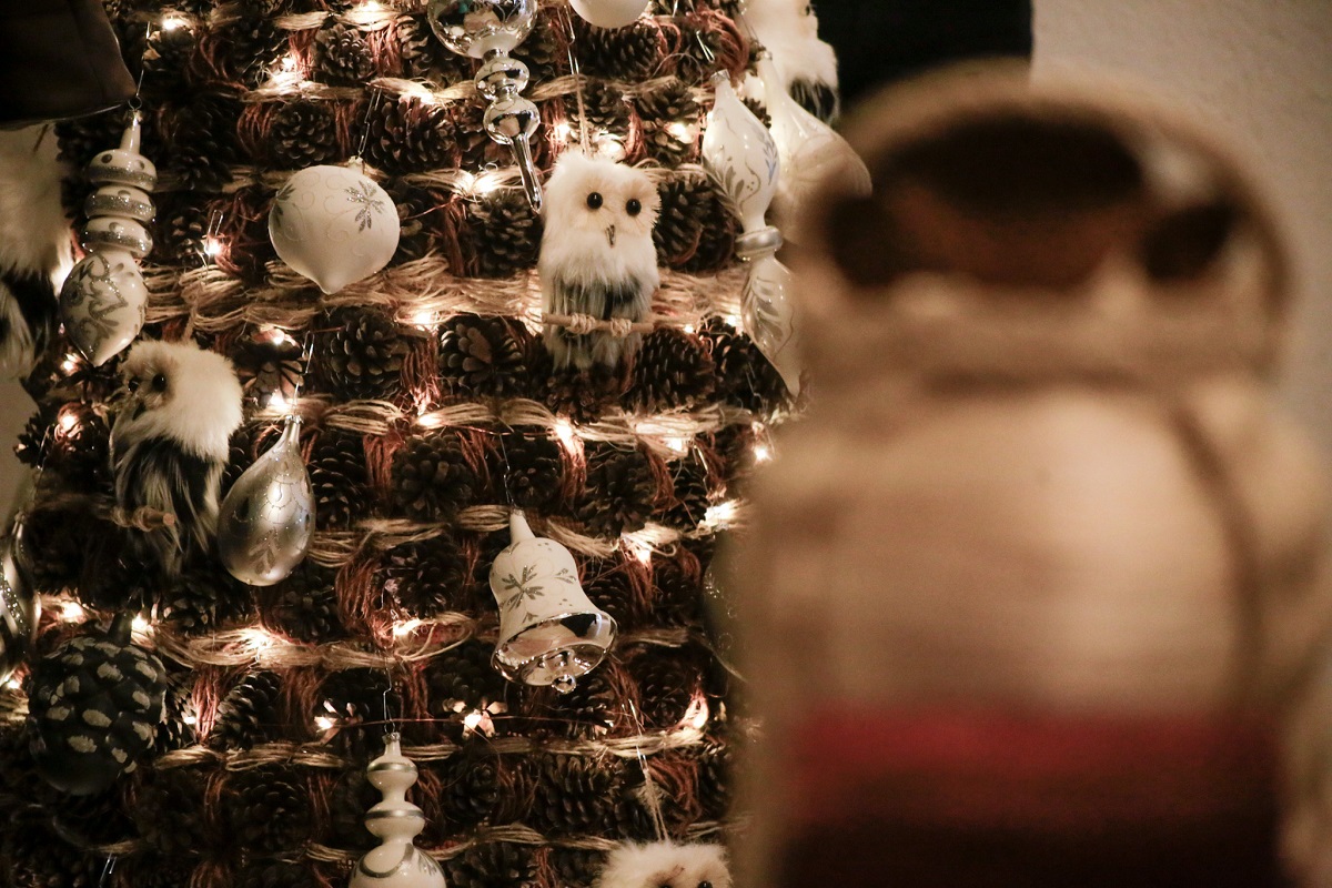 feria del arbol y la esfera 1