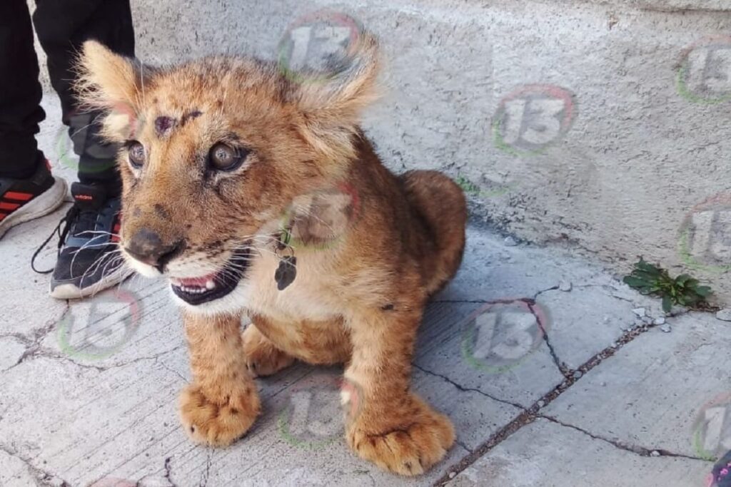 leon exhibido en escuela benito 1