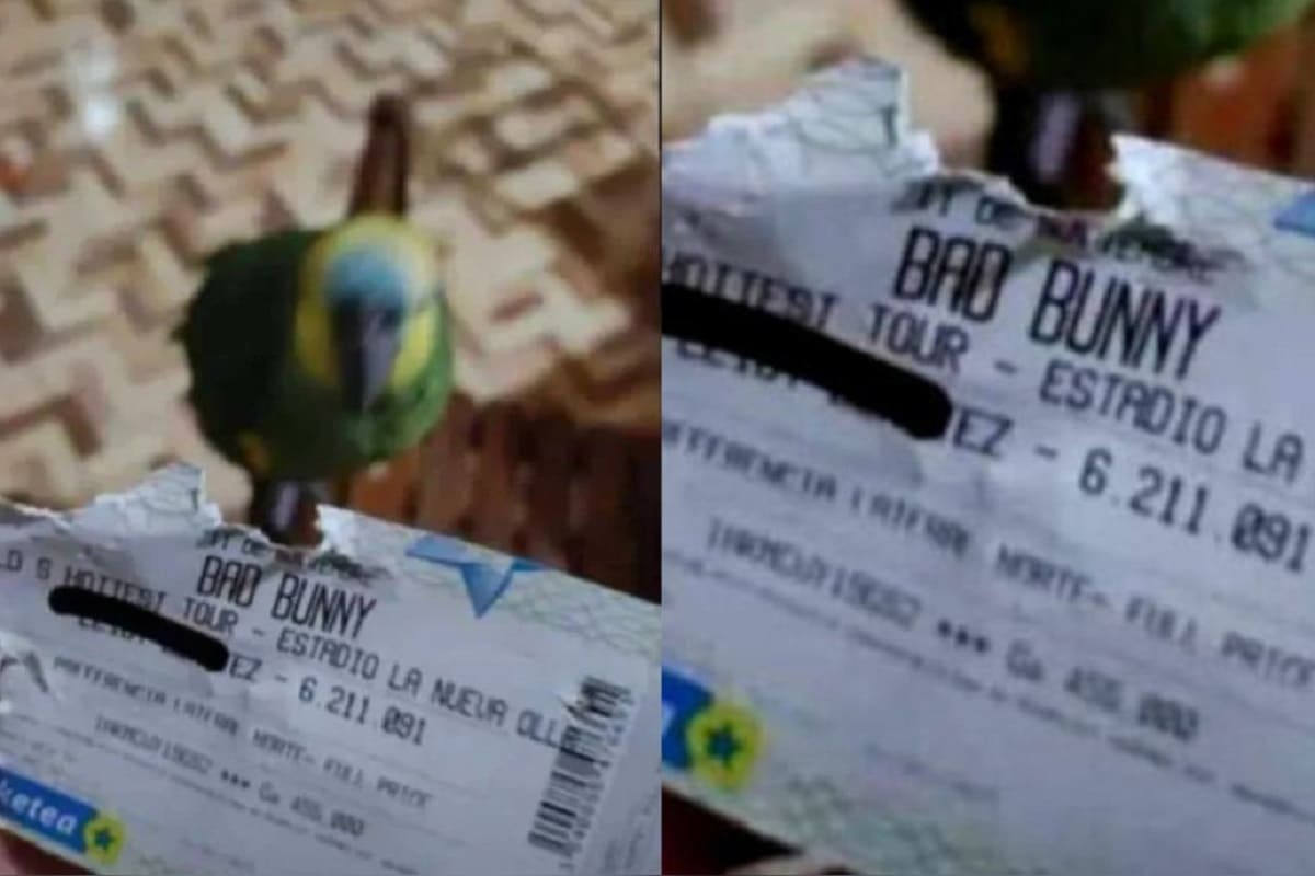 Viral: Loro se come un boleto de Bad Bunny en Paraguay 4 loro se come boleto de bad bunny 1