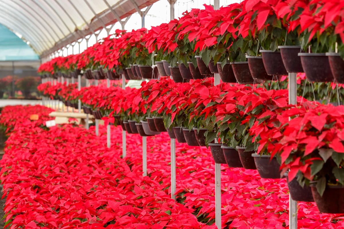 Chedraui venderá 30 mil flores de Nochebuena en Puebla, Xalapa y Tlaxcala 2 nochebuena puebla