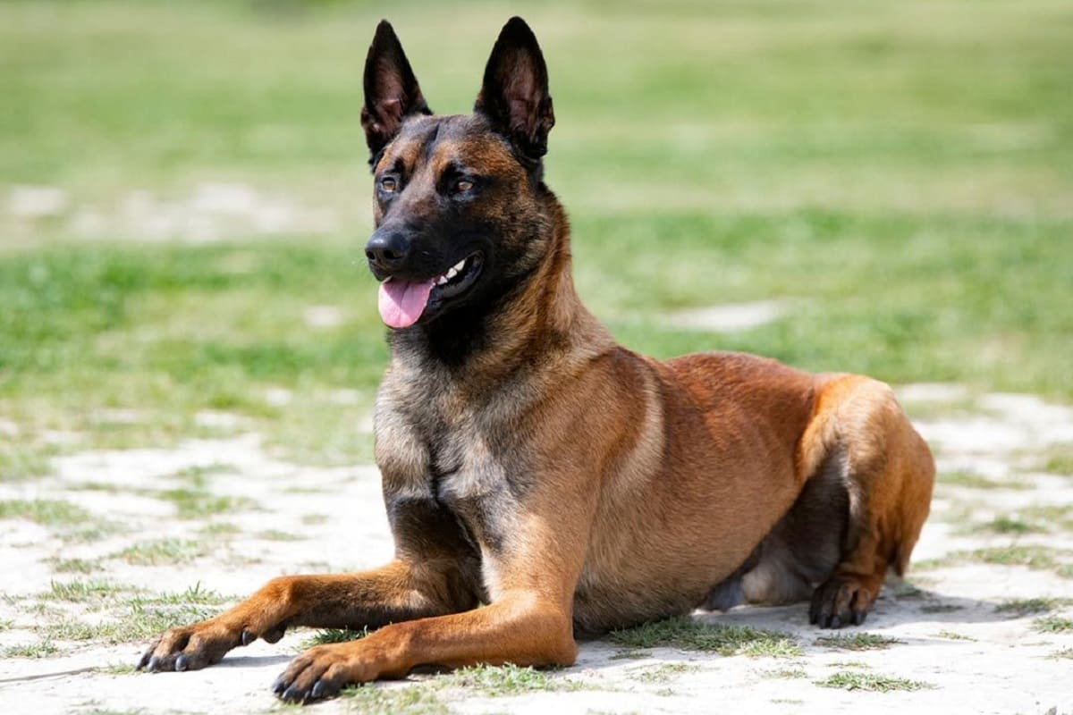 Niño de 2 años muere por el ataque de un perro en Nuevo León 4 pastor belga 1
