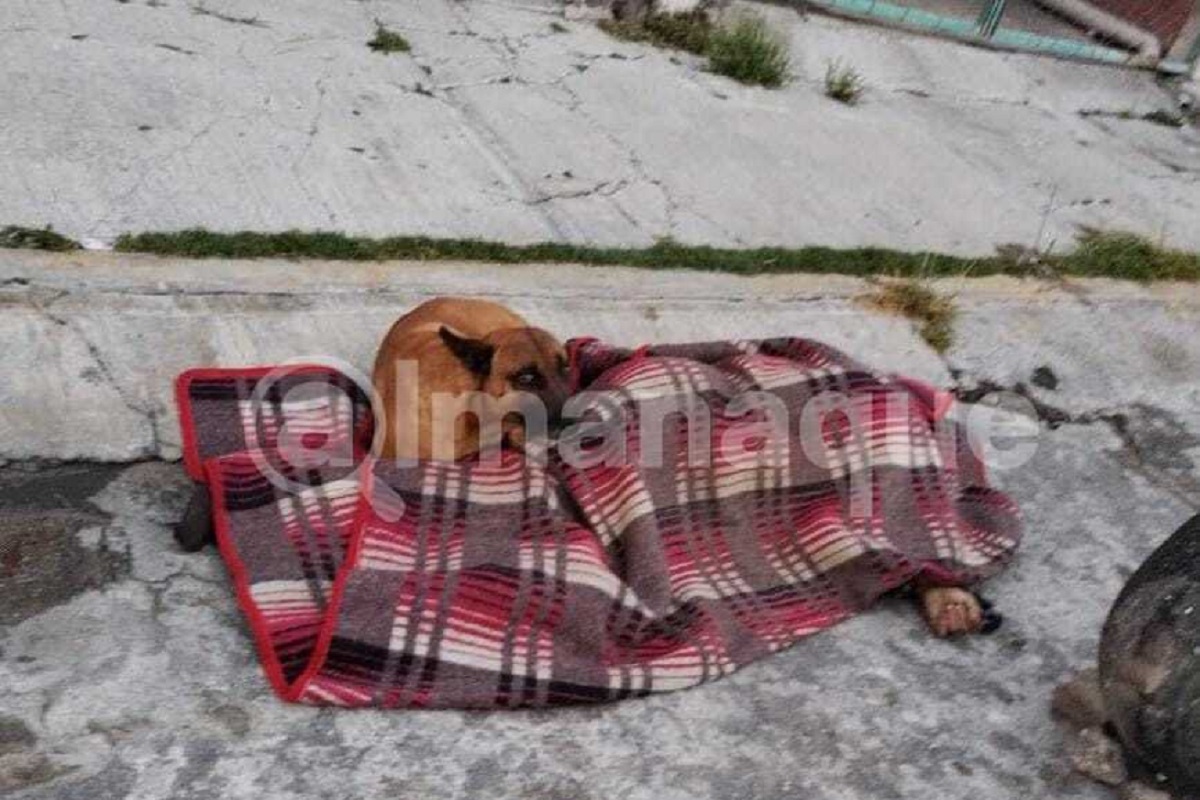 Muere hombre en situación de calle en Puebla; un perrito cuidaba su cuerpo 2 perrito acompana a hombre en situacion de calle