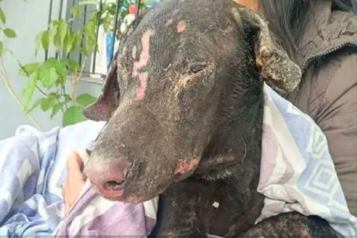Detestable: Mujer le prende fuego a un perrito para vengarse de su expareja, en Argentina 4 perro quemado en argentina 1